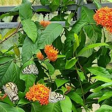蝶々園のオオゴマダラ