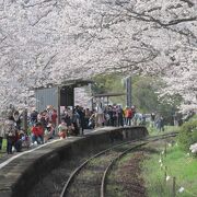 圧倒的な桜桜桜