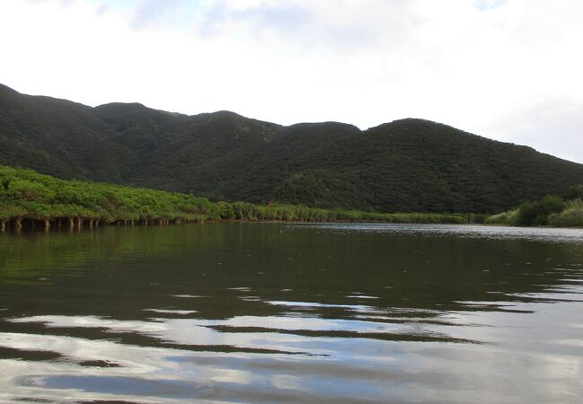 阿嶽川マングローブ林