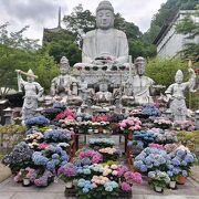 紫陽花を見に行きましたが、少し俗っぽい