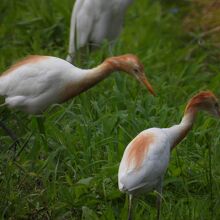 アマサギ 