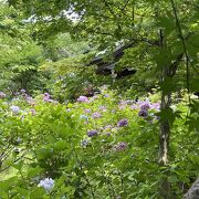 紫陽花がきれいなお寺です