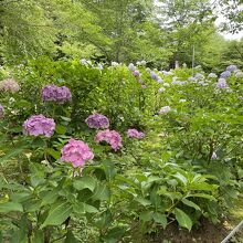 色々な紫陽花が咲いてます