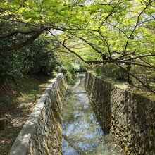 桜の次は新緑の季節