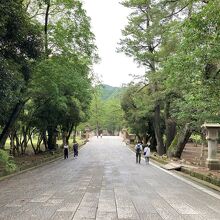 松の参道が、まっすぐに続く