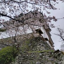 桜と天守閣