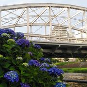 盛岡市内の有名な橋　橋のほとりに綺麗に紫陽花が咲いていました