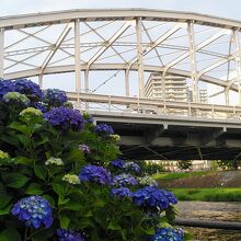 紫陽花に開運橋