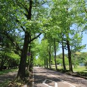 しいのき緑地と、いしかわ四高記念公園の間の通り