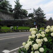 春は桜、6月末は堀のほとりに紫陽花が綺麗でした。