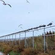 ウミネコを見たいなら、毎年3月～８月に訪れよう!