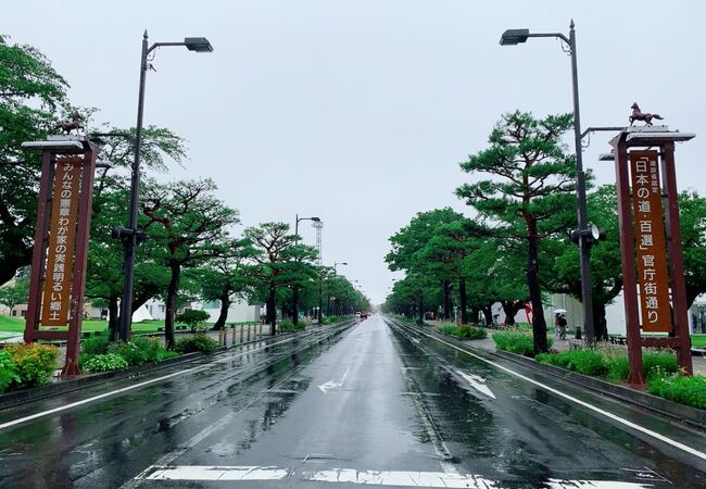 満開の桜並木をいつかは見てみたいです!