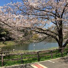 三ツ池公園