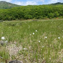 ワタスゲが咲く湿原