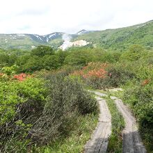 灌木帯のレンゲツツジ