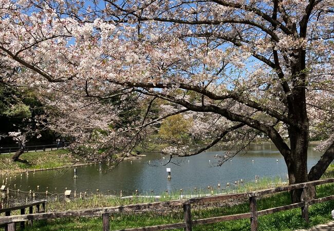 お花見で