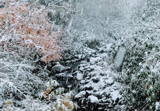 雪の中のオアシス