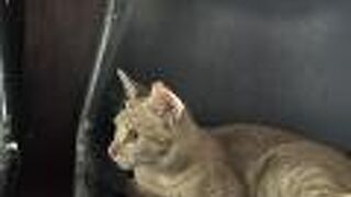 ワット アルンの船着き場 