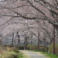 鹿島城山公園の遊歩道の桜