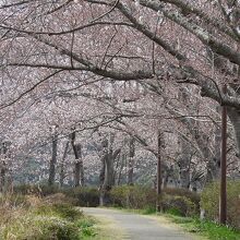 鹿島城山公園