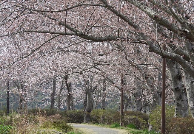 鹿島城山公園