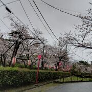 桜の季節