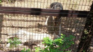 オオカミかわいい