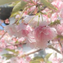 ピンクのぼんぼりが綺麗