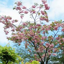 津軽の青い空と八重桜