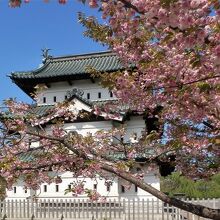 八重桜と天守閣