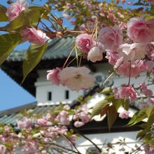 八重桜と天守閣