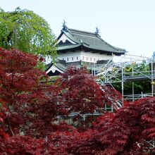 内濠から望む天守閣