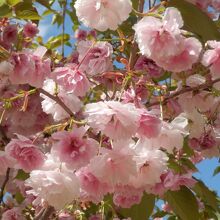 満開の八重桜のぼんぼり
