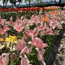 篠山玉水ゆり園あじさい園