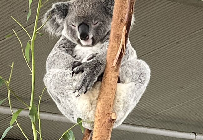 オーストラリア固有の動物をたくさん見られる