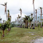 太平洋戦争後に植林されたものだそうです。