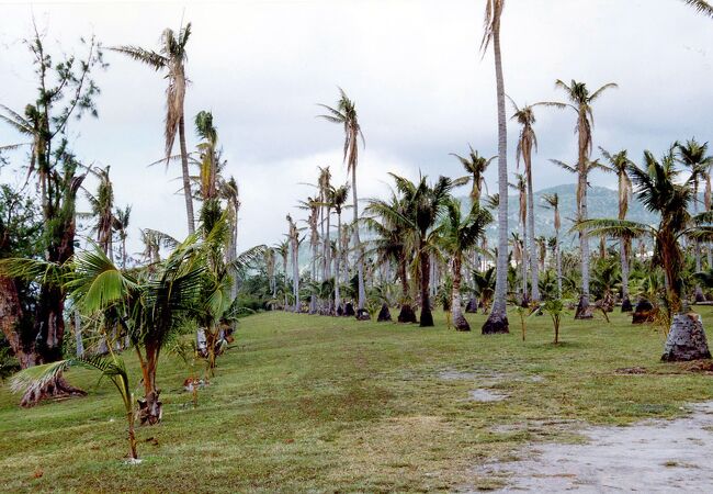 太平洋戦争後に植林されたものだそうです。