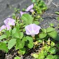 第1なぎさ公園ハマヒルガオの群生地