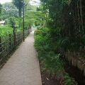 水と緑がきれいな散策路