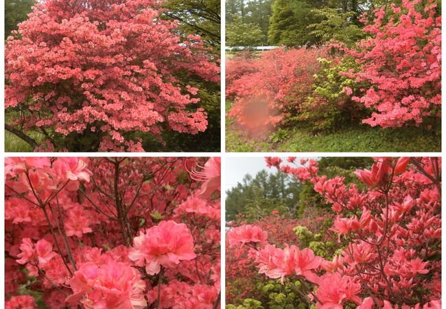 五葉松の花を見るには少し早かったです。