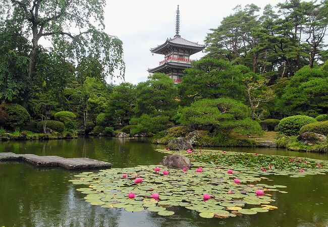 6月28日訪問 輪王寺の池泉回遊式庭園は八重の睡蓮が綺麗でした。