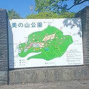 美の山公園の斜面の紫陽花