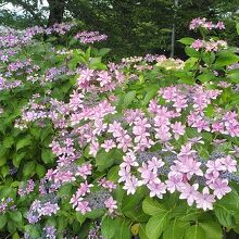 綺麗な紫陽花です