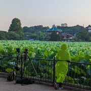 夜中からずっと、特定の蓮の花を狙っている人もいます