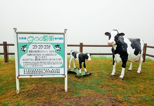 せっかく行ったのに　真っ白な世界　900草原