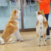 愛くるしい秋田犬が一番！　～　大館市観光交流施設 秋田犬の里