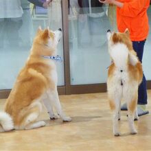 展示室の２頭の秋田犬