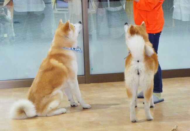 愛くるしい秋田犬が一番！　～　大館市観光交流施設 秋田犬の里