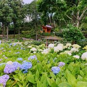 紫陽花で有名な花の寺　三室戸寺