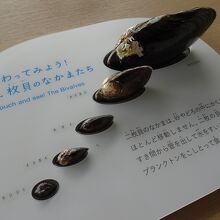 二枚貝の展示